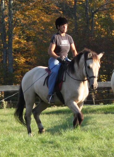 American Bashkir Curly Horse